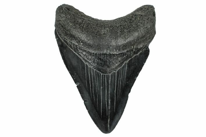 Serrated, Fossil Megalodon Tooth - South Carolina #332220